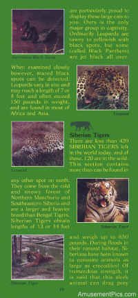 1979-Safari-Brochure10.jpg (129731 bytes)