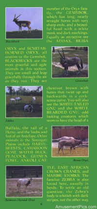 1979-Safari-Brochure6.jpg (130472 bytes)